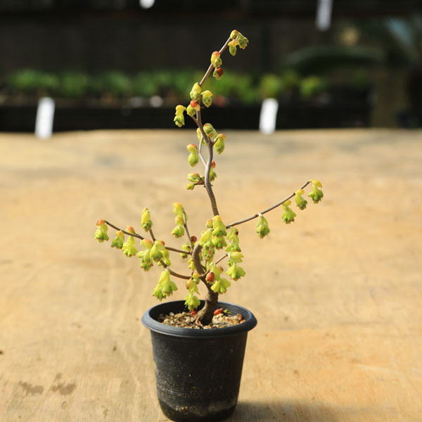 苗 土佐水木 曲 新着商品 新入荷苗 再入荷苗 遊恵盆栽 本店