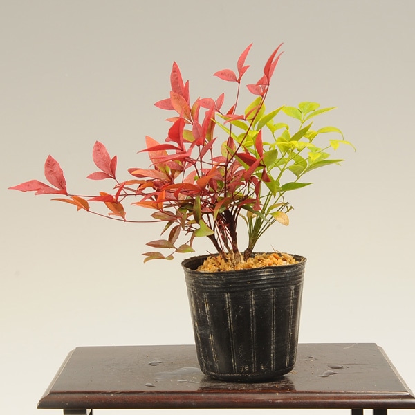 苗：紅白南天(ナンテン）2ケセット | 盆栽素材,苗(雑木) | 遊恵盆栽 本店