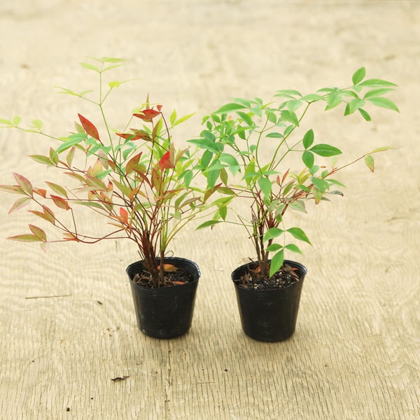 苗：紅白南天(ナンテン）2ケセット | 盆栽素材,苗(雑木) | 遊恵盆栽 本店