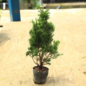 ġŻɰ*ĥޥҥΥĤޤҤΤ