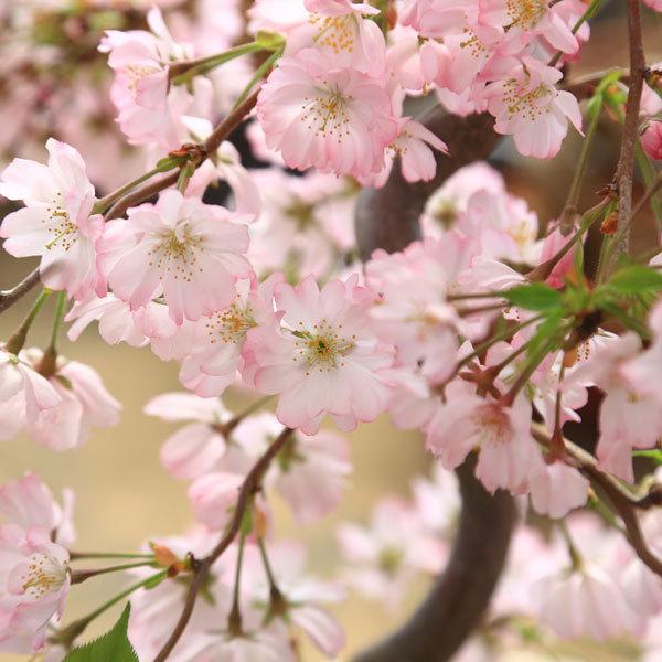 桜盆栽：桜(八重の輝き)*Sakura 【2026年春開花終了】【送料無料