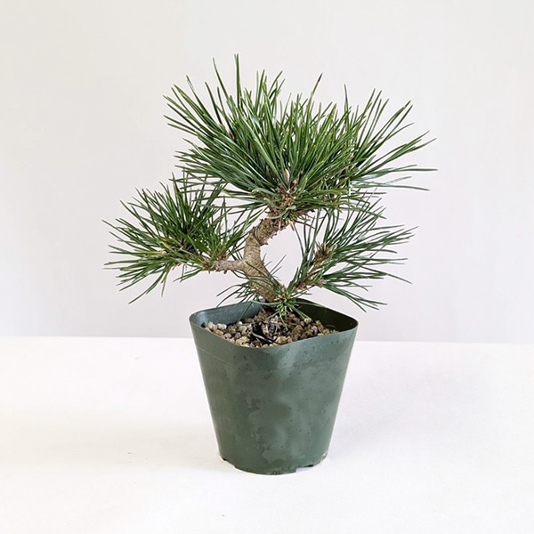 苗：三河黒松（曲・太）*盆栽素材くろまつクロマツKuromatsu | 盆栽
