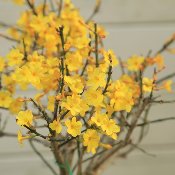 苗：黄梅（おうばい）(大株) | 盆栽素材,苗(花物・実物),1000円以上