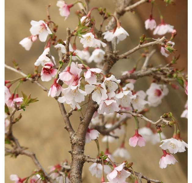富士桜　湖上の舞　大品　特大サイズ 苗：富士桜（湖上の舞）大 ふじさくら サクラ こじょうのまい