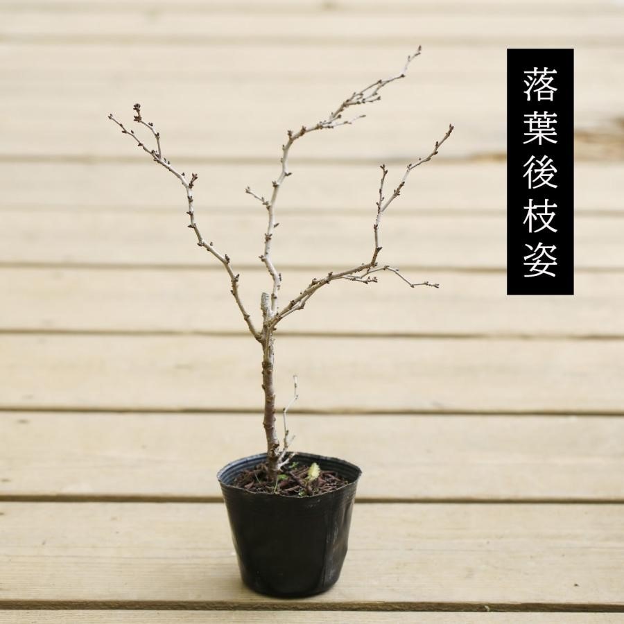 苗：富士桜（湖上の舞）大 ふじさくら サクラ こじょうのまい