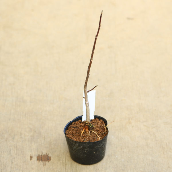 苗 白花姫こぶし すべての商品 遊恵盆栽 本店