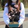 ���ߺϡ��������ź�(����Ĺ������ȭ)*sakura����̵��bonsai