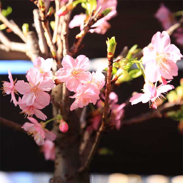 特大　桜陶　落款　緑釉　楕円　盆栽鉢 桜盆栽：特選河津桜(緑釉長方縁付鉢)*sakura送料無料bonsai | 梅