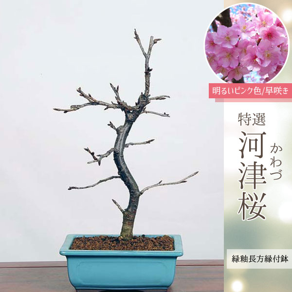 桜盆栽：特選河津桜(緑釉長方縁付鉢)*sakura送料無料bonsai | 梅