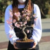 ���ߺϡ��������ź���(����å�����ȭ)*sakura����̵��bonsai