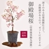 ߺϡ¾(ھƹشݿȭ)*顡sakura̵2025ǯֽλbonsai