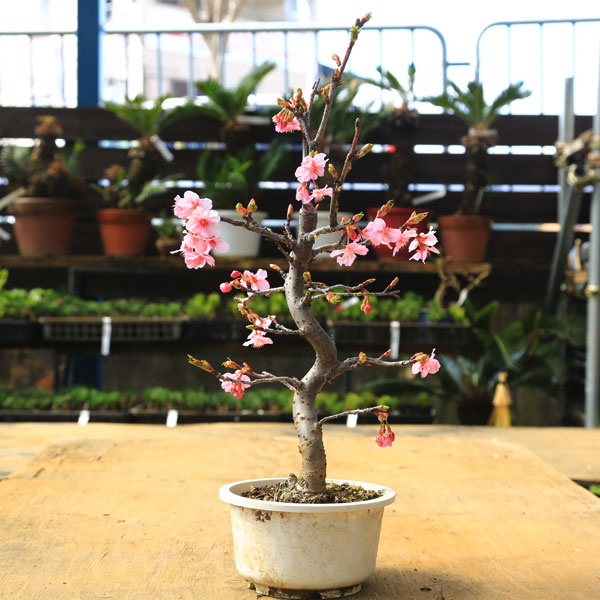 苗:河津桜 大 | 盆栽素材,苗(花物・実物),1000円以上 | 遊恵 苗:河津桜 大 | 盆栽素材,苗(花物・実物),1000円以上 | 遊恵
