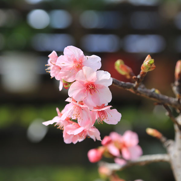 河津桜　大サイズ 苗：河津桜（小）* カワツザクラ かわつ | 盆栽素材,苗(花物・実物