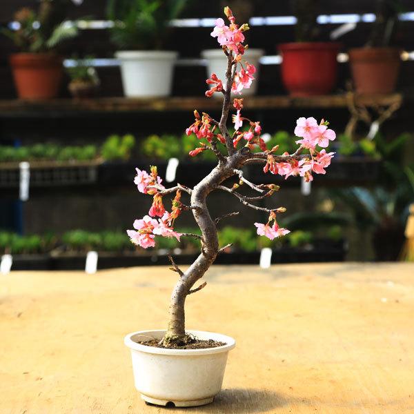 苗：河津桜（小）* カワツザクラ かわつ | 盆栽素材,苗(花物・実物