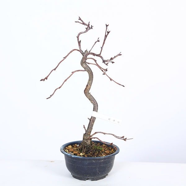 桜（サクラ）盆栽の販売｜盆栽妙 – 盆栽妙 本店 折り鶴盆栽 河津桜ミニ