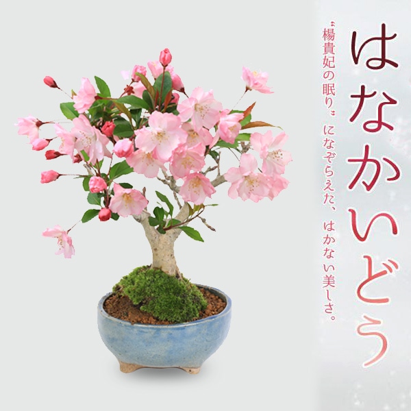 盆栽：花かいどう*(祥石(二代目)空色鉢)*＜2025年春開花終了