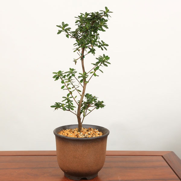 盆栽　皐月　 福寿 趣味のさつき 希少品種の太物新木 「七福寿」 皐月盆栽