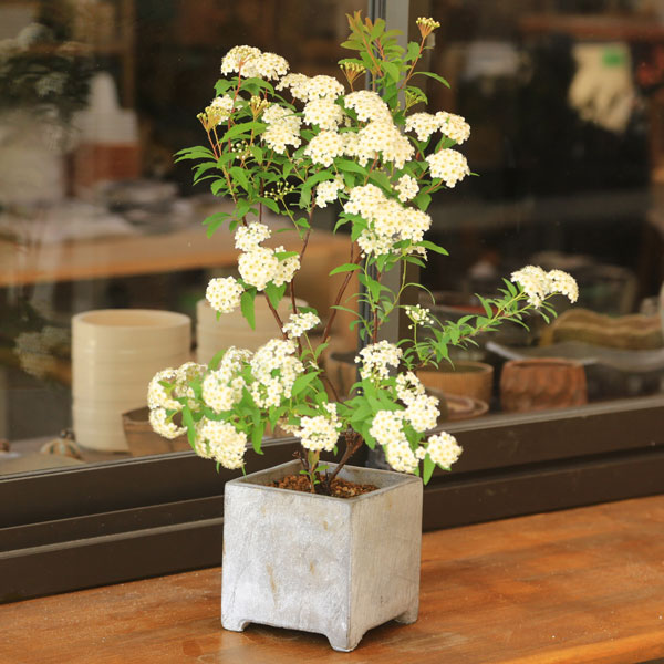 盆栽 コデマリ 小手毬 重厚感のある鉢植え 送料無料bonsai ミニ 小品盆栽 花物 実物 遊恵盆栽 本店