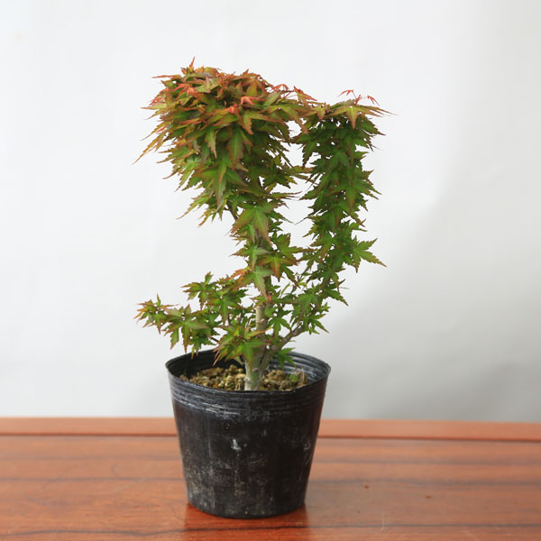 三河盆栽 カエデ 盆栽 【公式通販】