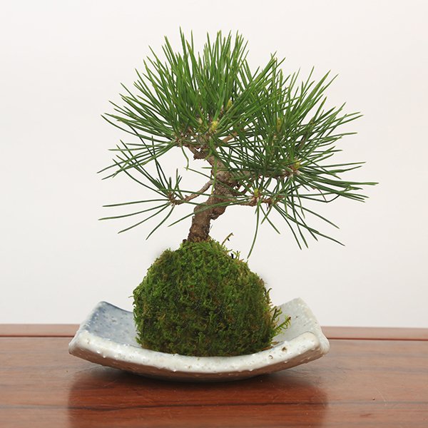 即日出荷可】苔玉盆栽：三河黒松*曲太＜国産益子焼角切皿＞送料無料