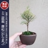 	 ߥߺϡ⾾㤫ޤġ߸žťʪݾȭ*դ̵ۤ龾վkaramatsuȭ bonsai