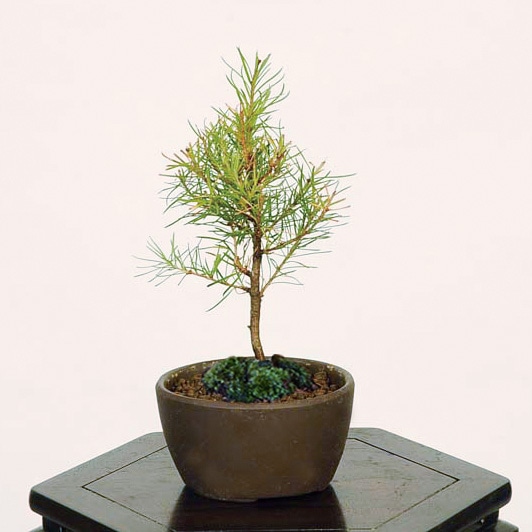 大品カラ松盆栽 赤松 大品盆栽 樹齢50年の一点物盆栽を販売｜盆栽妙 – 盆栽妙 本店