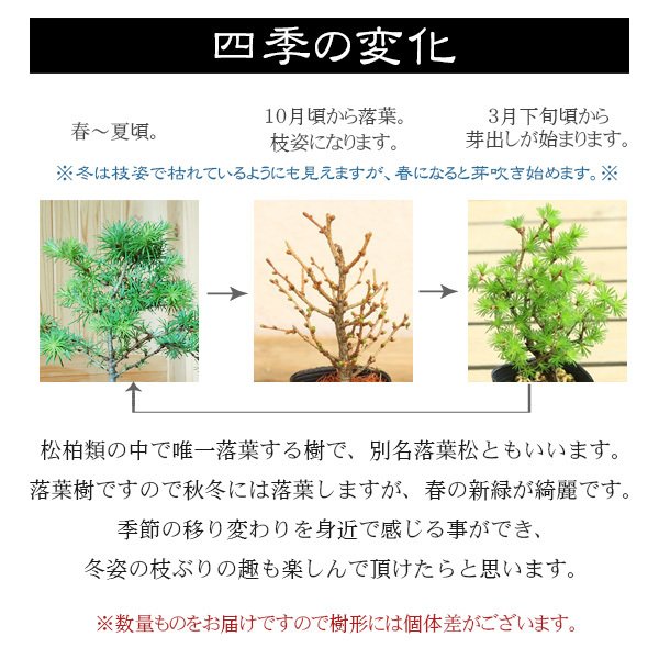 ミニ盆栽：唐松＜からまつ＞（萬古焼泥物丸小鉢）*苔付き【送料無料