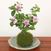 ��¨���вٲġ��ݶ��ߺϡ���ϡ�ڡʱ׻Ҿƴ��ڼ������ա�*�������ܤ�������̵����bonsai