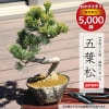 �����ߺϡ����վ�(���;��ѷ�ȭ)*������̵����bonsai