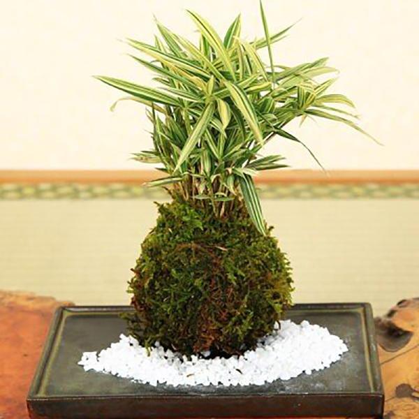是心】黄緑色 苔鉢 盆栽鉢 正方形の植木鉢 Bonsai 盆栽鉢 陶器製 八