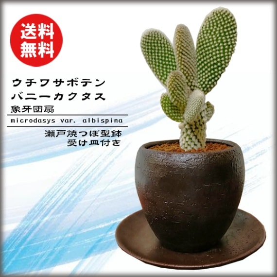 うちわサボテン【バニーカクタス】抜き苗え 購っ