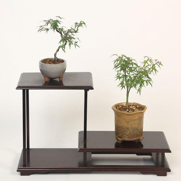 長良川もみじ 幹が選べる：小品盆栽 長良川もみじ*＜2025年落葉＞ナガラガワモミジ