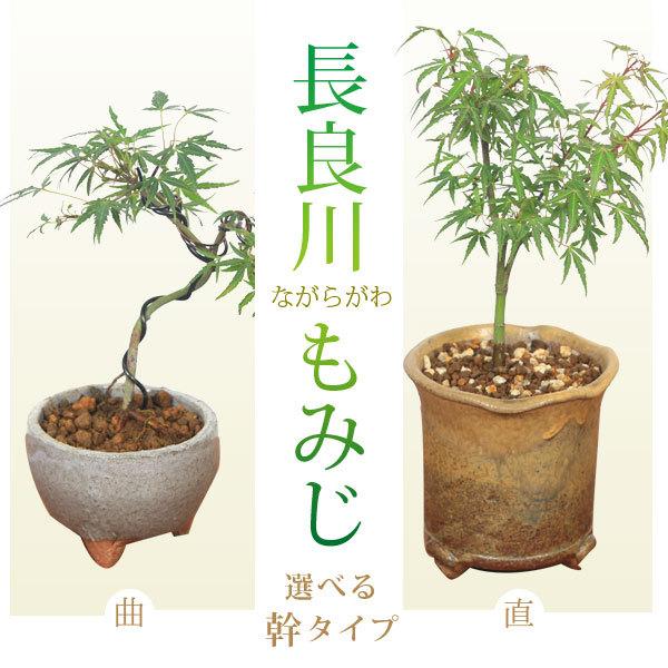 幹が選べる：小品盆栽 長良川もみじ* | 贈り物におすすめ（送料