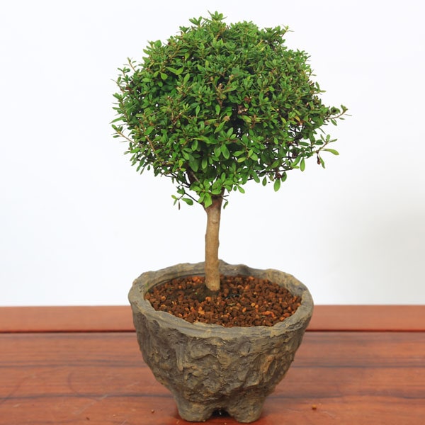 盆栽鉢　時代古盆栽鉢苔むし杉浦手捻り手作り鉢1点もの松皮小品丸鉢 盆栽鉢 時代古盆栽鉢苔むし杉浦手捻り手作り鉢1点もの松