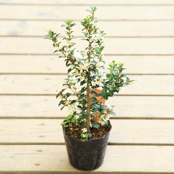 �ġ�ɱ�ҥ��饮(��ɱ��*�Ҥ�Ҥ��餮��������Ҥ�