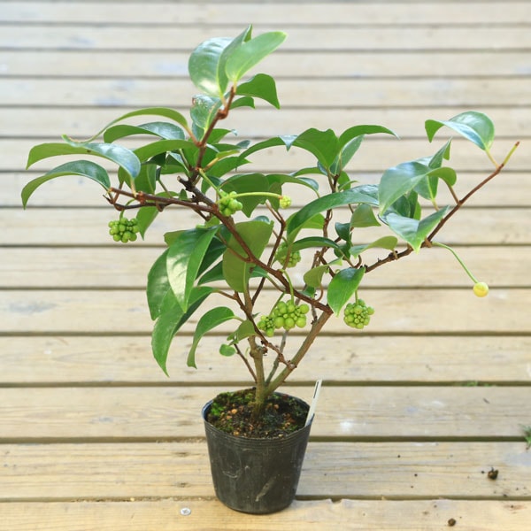 ビナンカズラ 盆栽 小盆栽 太幹 半懸崖 幹模様良 古木 Yahoo