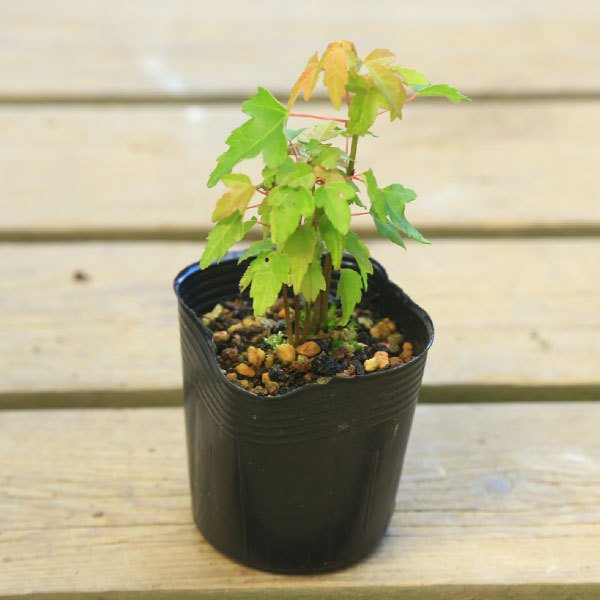苗：唐楓寄せ*とうかえで/トウカエデ | 新着商品,新入荷苗・再入荷苗