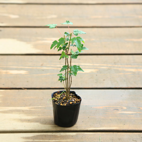 苗：唐楓寄せ*とうかえで/トウカエデ | 新着商品,新入荷苗・再入荷苗