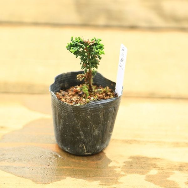 苗：石化桧(小) (せきかひのき)ヒノキ | 盆栽素材,苗(松柏