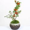 �����ߺϡ�Ĺ����(�߸ž����ȭ)* �ˤ� �ﵯ gift �������� ���  ȭ�� ȭ �����ץ쥼��� bonsai