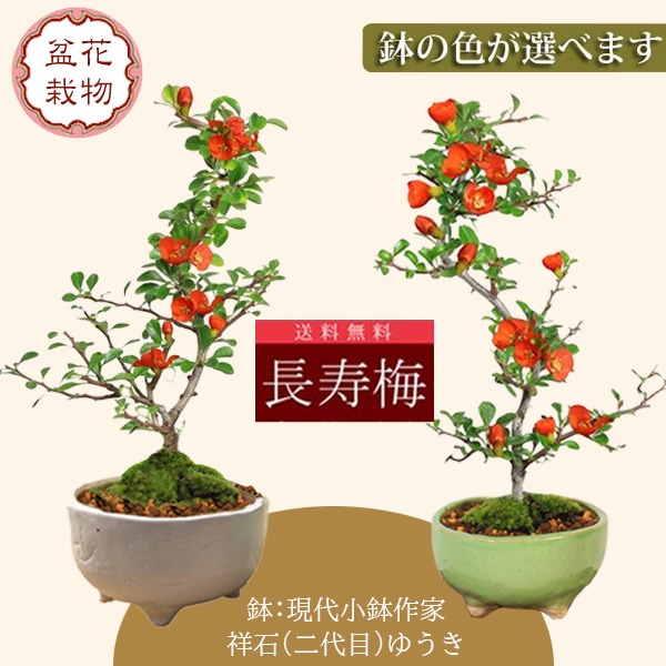 [盆栽]長寿梅/たまにはこんな品でも/鉢：凡才 小品盆栽：長寿梅(鉢 現代小鉢作家 祥石(二代目)ゆうき)* 鉢が