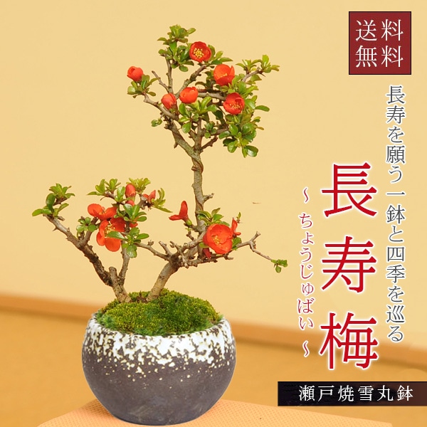 小品盆栽：長寿梅(萬古焼雪丸鉢)* 祝い 縁起 gift 誕生日祝 御祝 鉢花