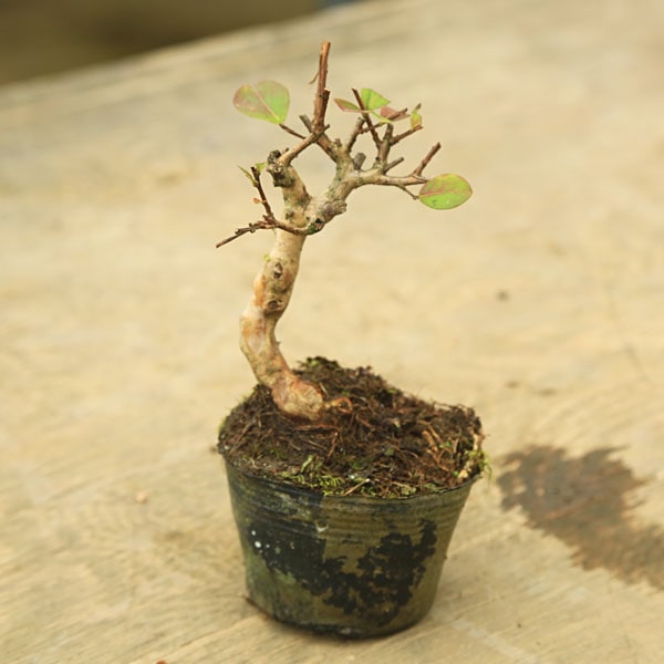 苗：百日紅（サルスベリ） 濃いピンク~赤色 | 盆栽素材,苗(花物・実物