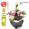 ޽աߥ羾*ȥԥåդھȭbonsai