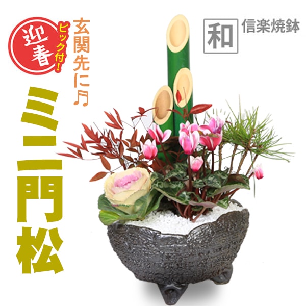 迎春：ミニ門松*寒水とピック付き【和風信楽焼鉢】bonsai | 迎春 門松