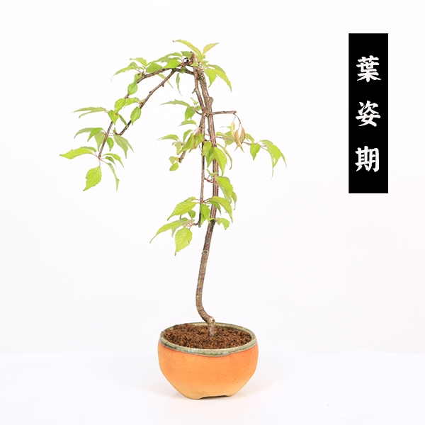 桃源 盆栽鉢 【公式通販】