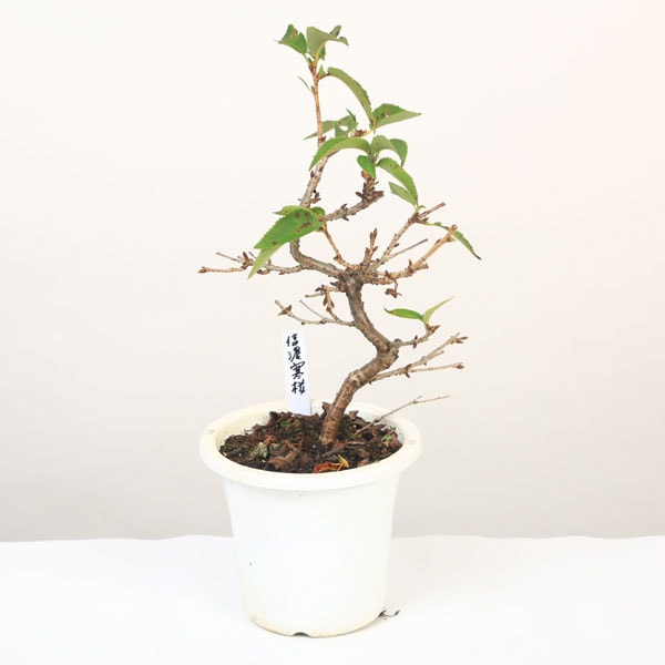 �ġ���ǻ�����������ʡˤ��ʤΤ��󤵤��顡���ʥΥ��󥵥���