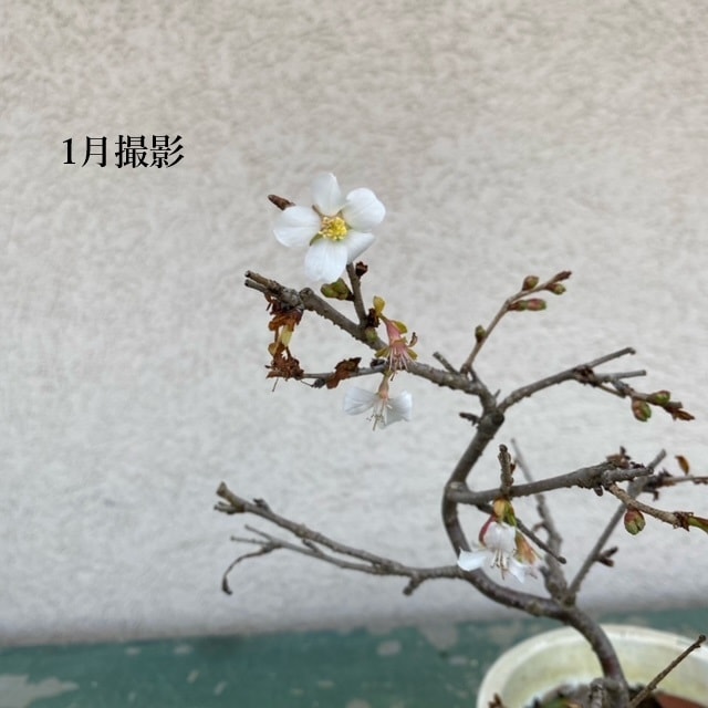 苗：信濃寒桜（太・曲）しなのかんさくら シナノカンサクラ | 盆栽素材