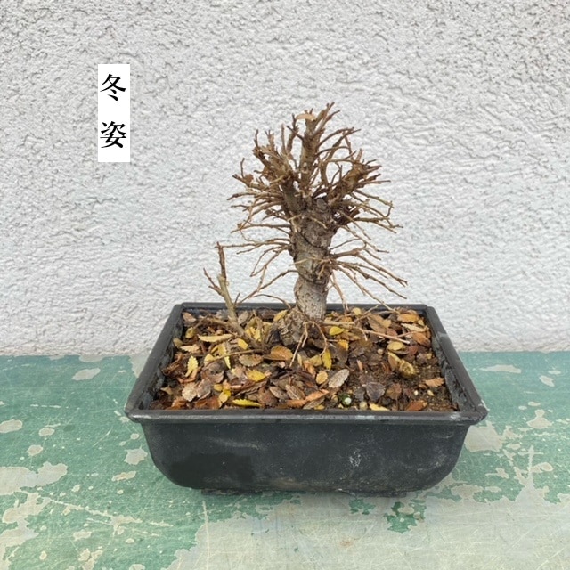 苗：にれけやき(中）*ニレケヤキ 楡欅 | 盆栽素材,苗(雑木) | 遊恵盆栽