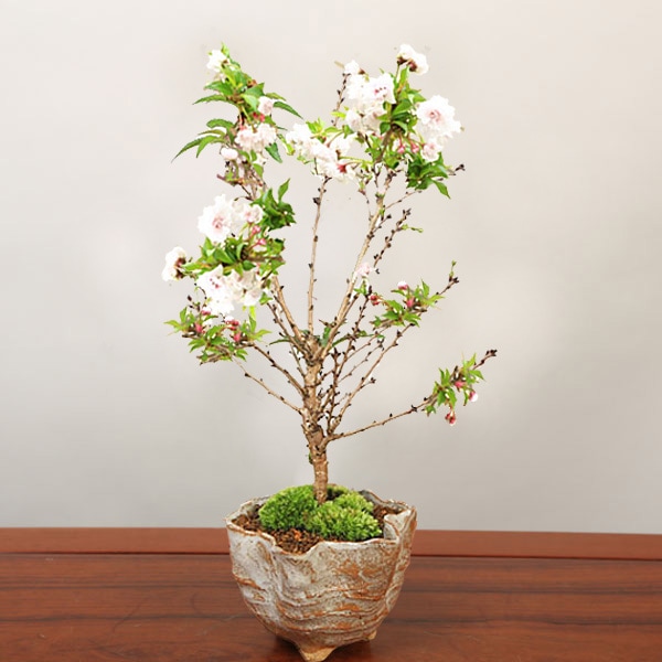 根張り良し!! 樹高18㎝　黒松　小品盆栽　赤松　五葉松　真柏　楓　梅　桜 樹高14㎝富士桜(豆桜) 小品盆栽BONSAI 真柏黒松五葉松梅